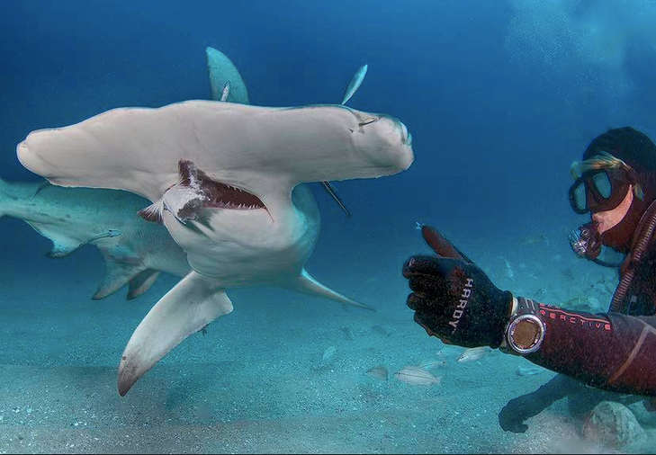 hammerhead shark.png