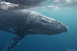 A whale peeks beneath the surface at a Dive360 camera