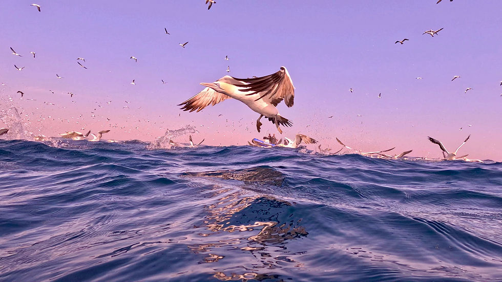 Wild Coast Legends: Mega Migration - A Tale of Whales, Sardines & Coastal Adventures