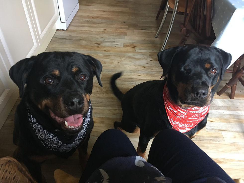 The two Rottweiler dogs of Hazel Longuet, fantasy author.