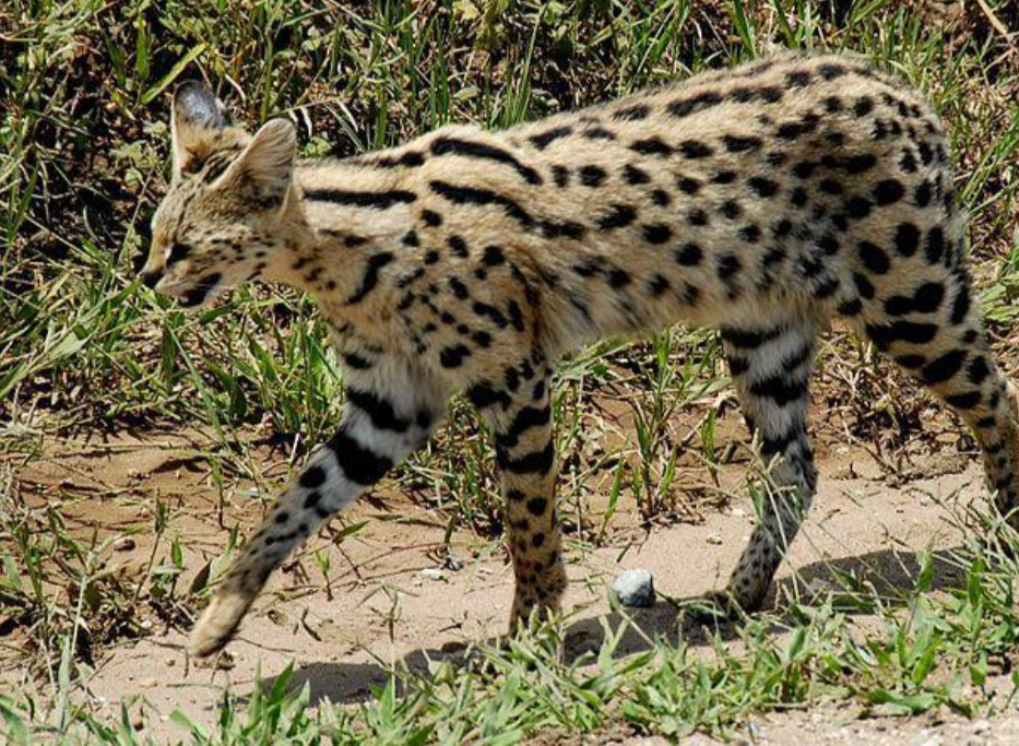 Serval Cats Uk And Dwa License