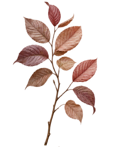 680531c5-7ebe-4e2d-8bea-ba740104a92e.png