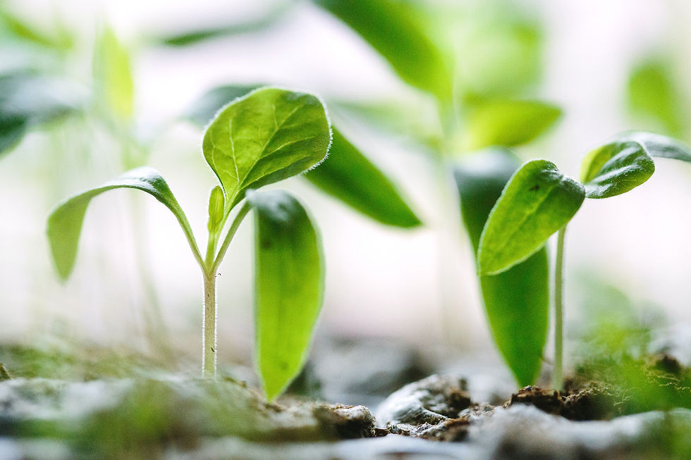 green plants on soil_edited.jpg