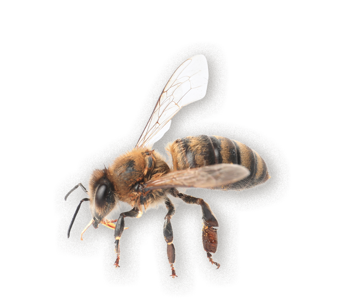 Imkerei Graz, Honig Steiermark, Waldhonig, Bienenpatenschaft Steiermark, Bienen im Garten, Blütenhonig, Imkerei Kohlbacher, 