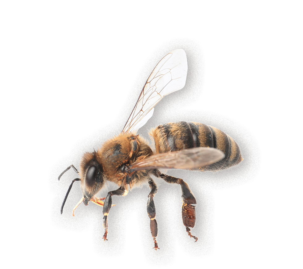 Imkerei Graz, Honig Steiermark, Waldhonig, Bienenpatenschaft Steiermark, Bienen im Garten, Blütenhonig, Imkerei Kohlbacher,