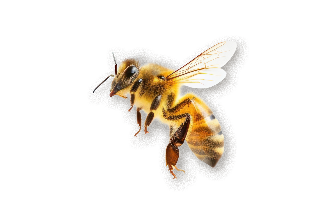 Imkerei Graz, Honig Steiermark, Waldhonig, Bienenpatenschaft Steiermark, Bienen im Garten, Blütenhonig, Imkerei Kohlbacher, 