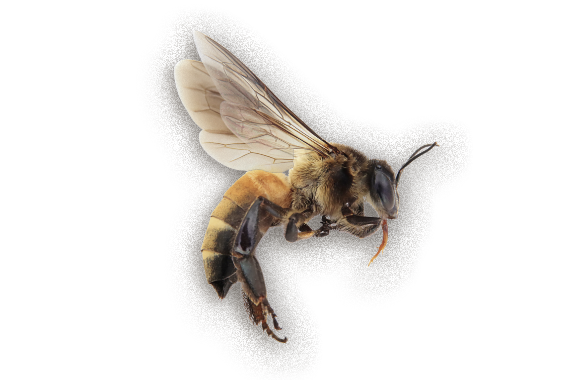 Imkerei Graz, Honig Steiermark, Waldhonig, Bienenpatenschaft Steiermark, Bienen im Garten, Blütenhonig, Imkerei Kohlbacher,