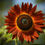 Thumbnail: Backyard Sunflower