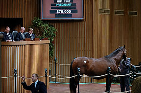 Horse presented at auction with professional support from Hipsley and Associates Equine Buyer and Seller Representation