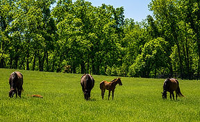 Horse herd with mares and a foal representing breed standards for Hipsley and Associates Equine Breed Associations consulting