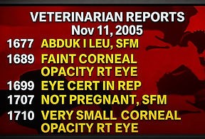 Veterinarian reports documenting equine medical findings reviewed by a Horse Expert Witness for horse-related legal matters