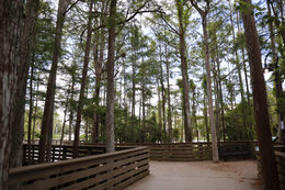 Leaving the Forest