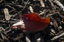 Fall Leaf