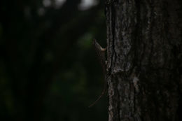 Lizard on Tree