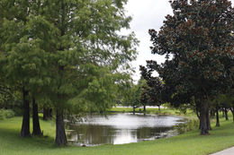 Pond