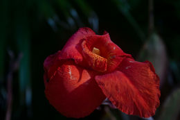 Canna Lily