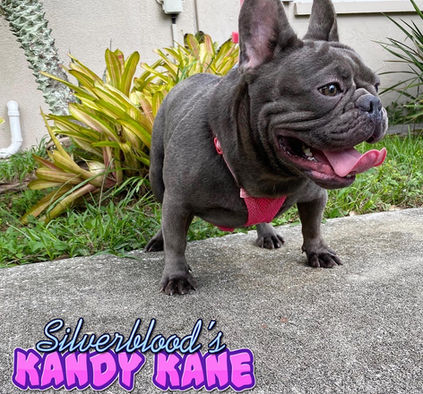 Kandy Kane fluffy and isabella carrier female 2.JPG