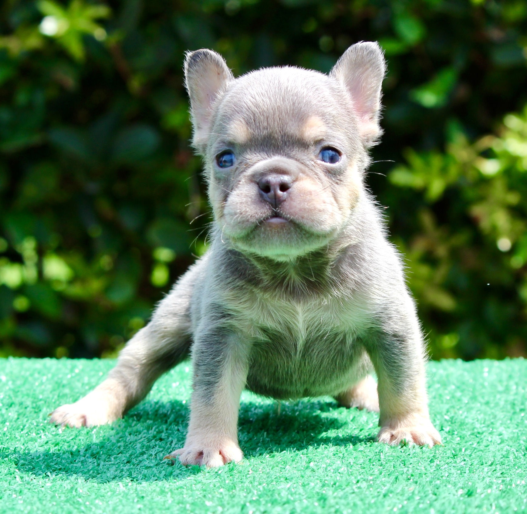 Small Lilac and Tan boy (Isabella/Fluffy carrier) maskless