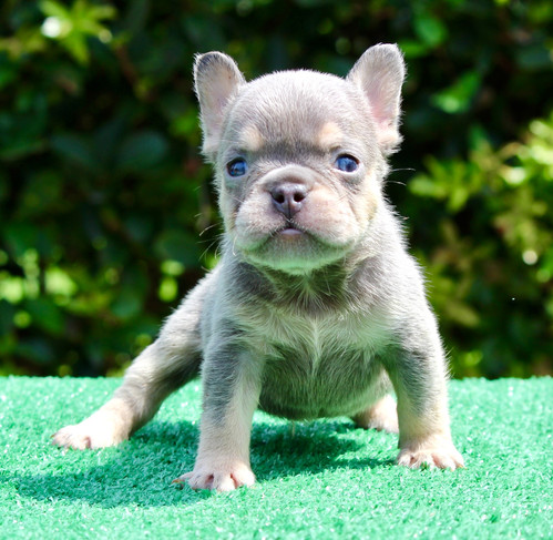 Small Lilac and Tan boy (Isabella/Fluffy carrier) maskless