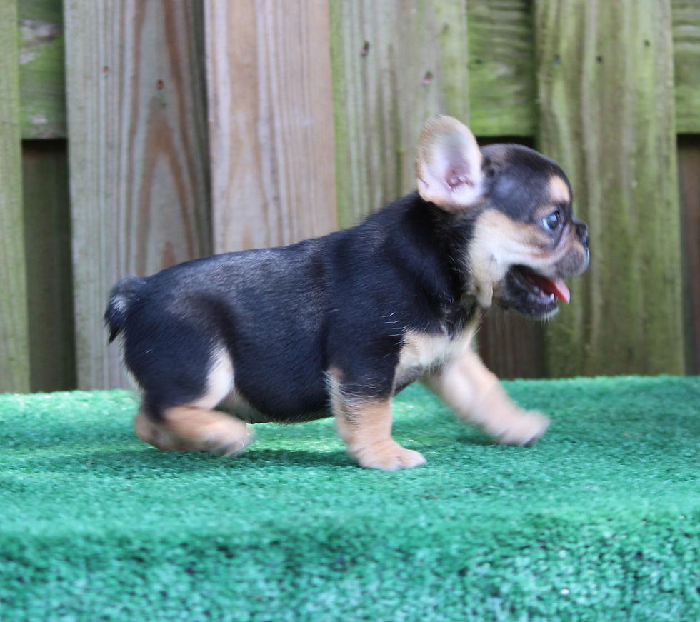 Thumbnail: Black and Tan Fluffy carrier Boy