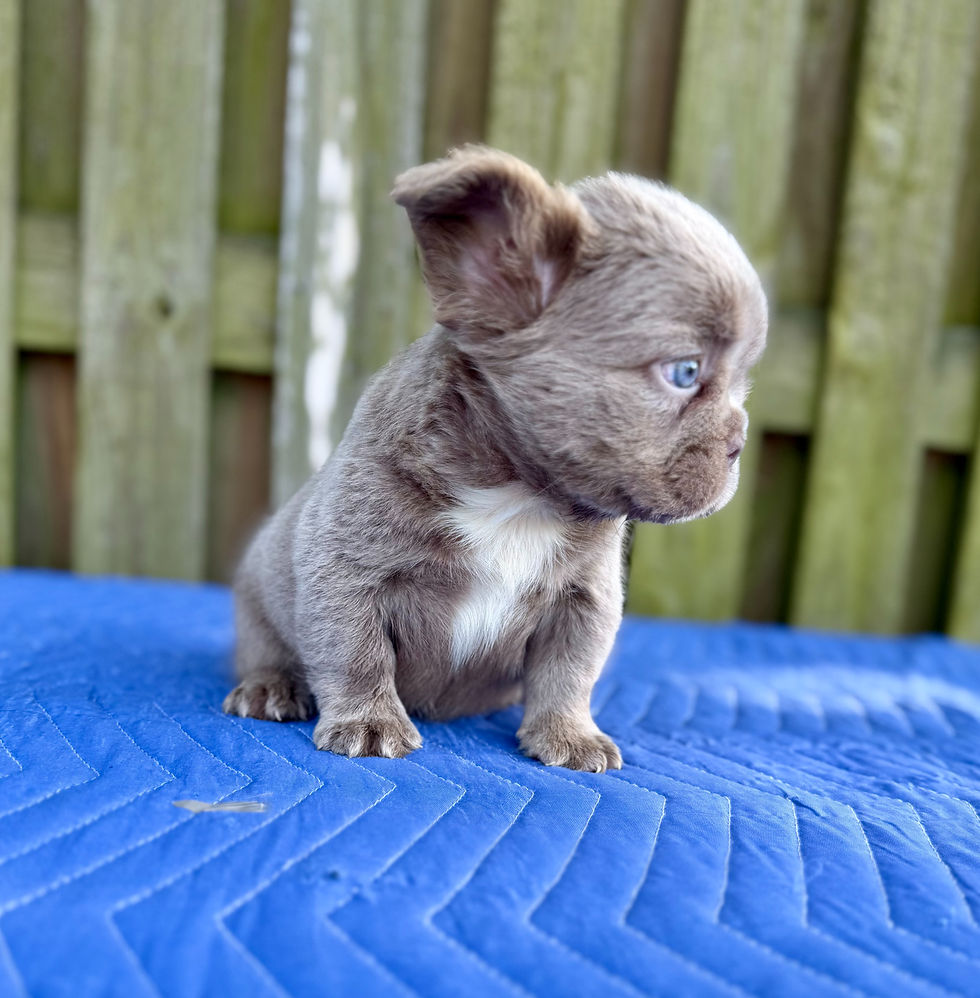 Thumbnail: First pick Isabella Fluffy Boy