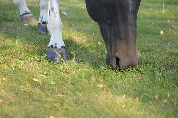 DSC_0129.JPEG