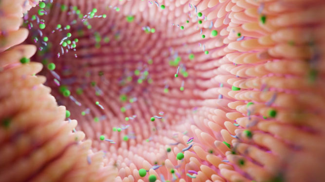 Gut lining with bacteria