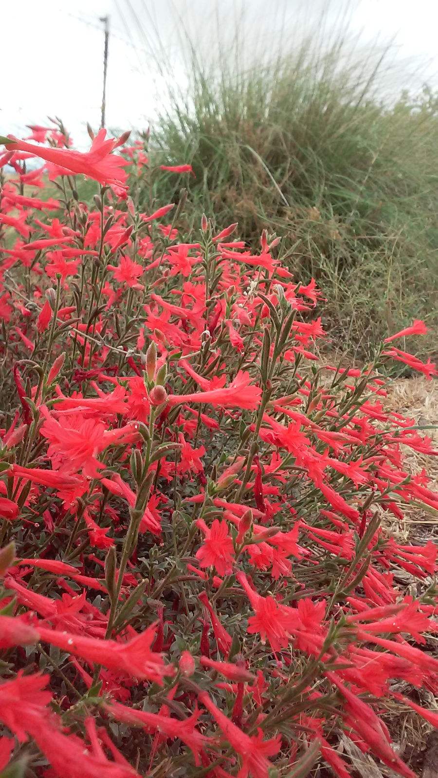 Native California Fucia