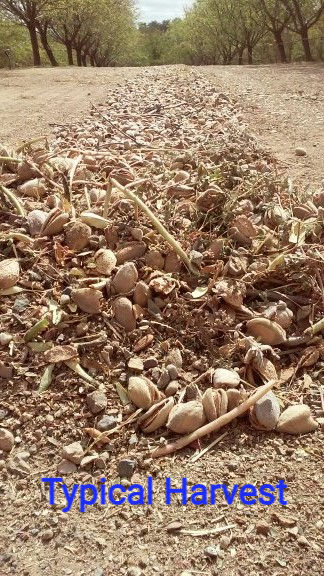 almonds harvested onto ground