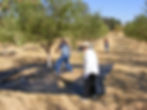almond harvest