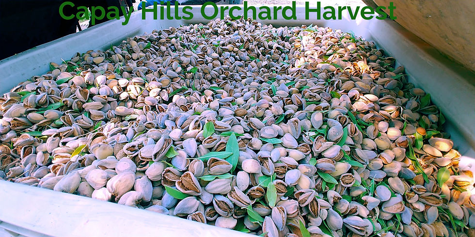 Clean harvest almonds Capay Hills Orchard