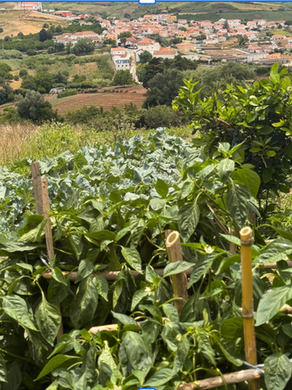 The Farm-to-Table Story Behind Our Lisbon Cooking Classes