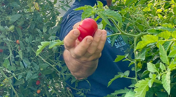 verdura fresca di stagione a vicenza sovizzo 2.jpg