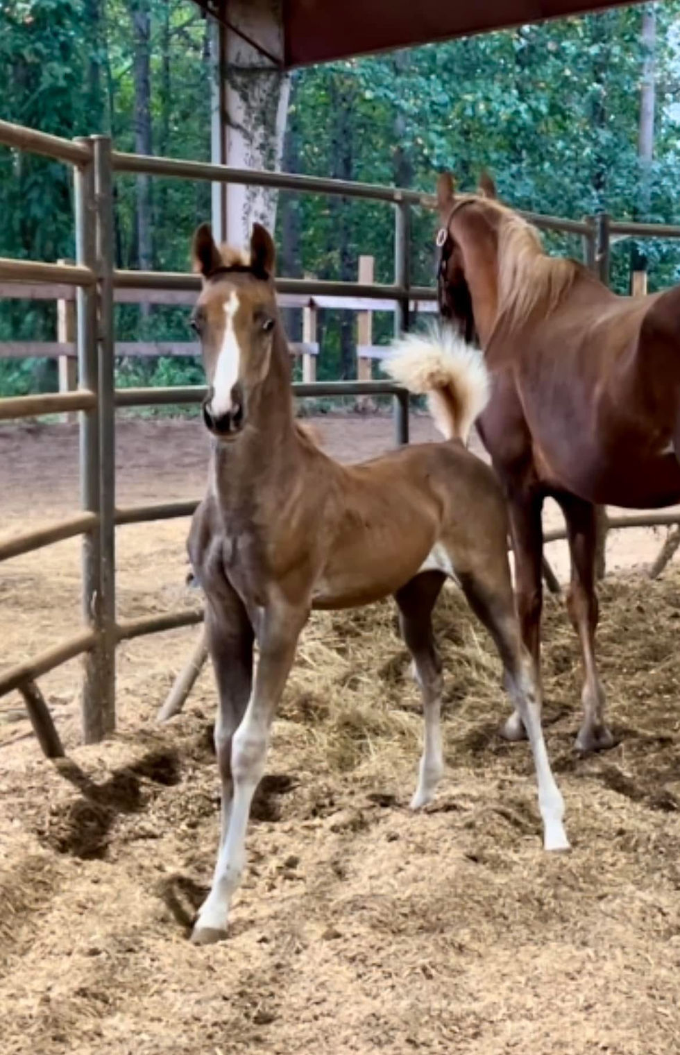 grey ridge heirsmith sangria splash baby