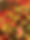 mixed tomatoes.jpg