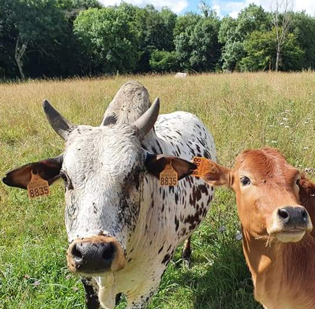 zebu domaine de revert