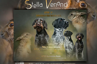 GRAFIKA (1).jpg