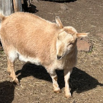image12.jpeg
