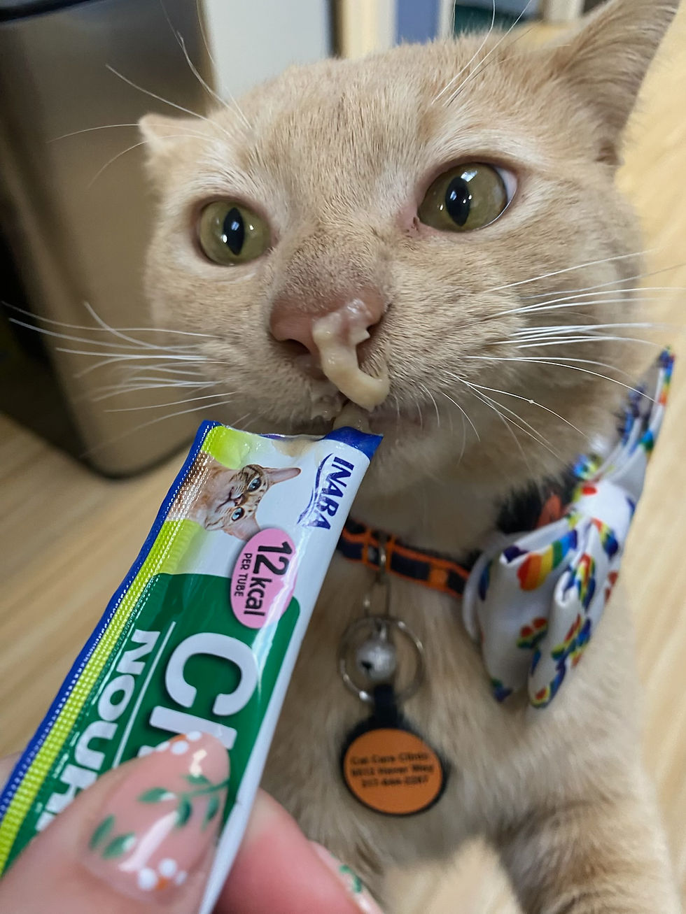 Cat with bow tie licking treat off nose
