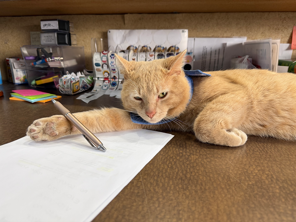 Orange cat winking on a desk, paw on a pen