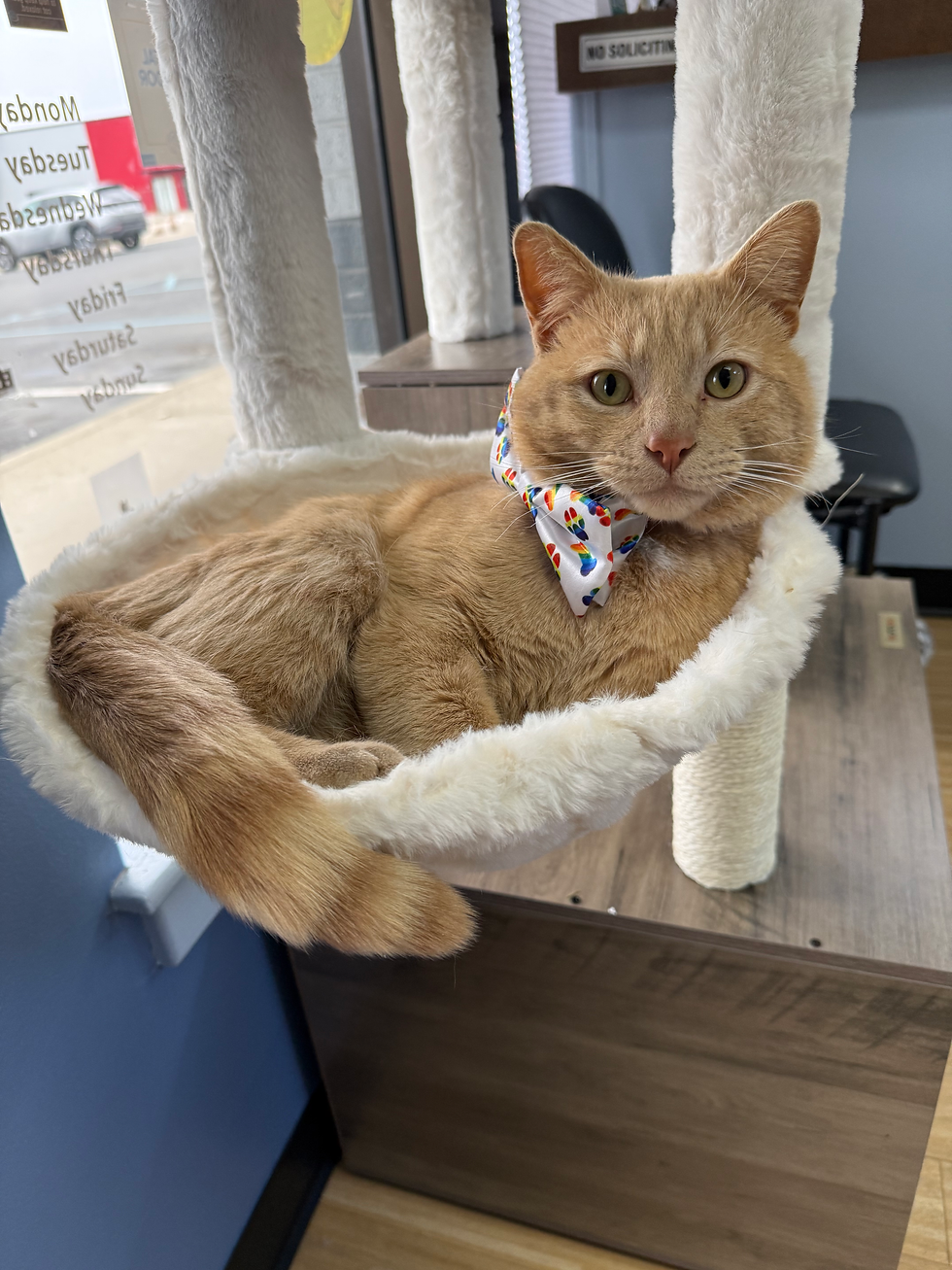 Orange cat with bow tie resting in a cat tree