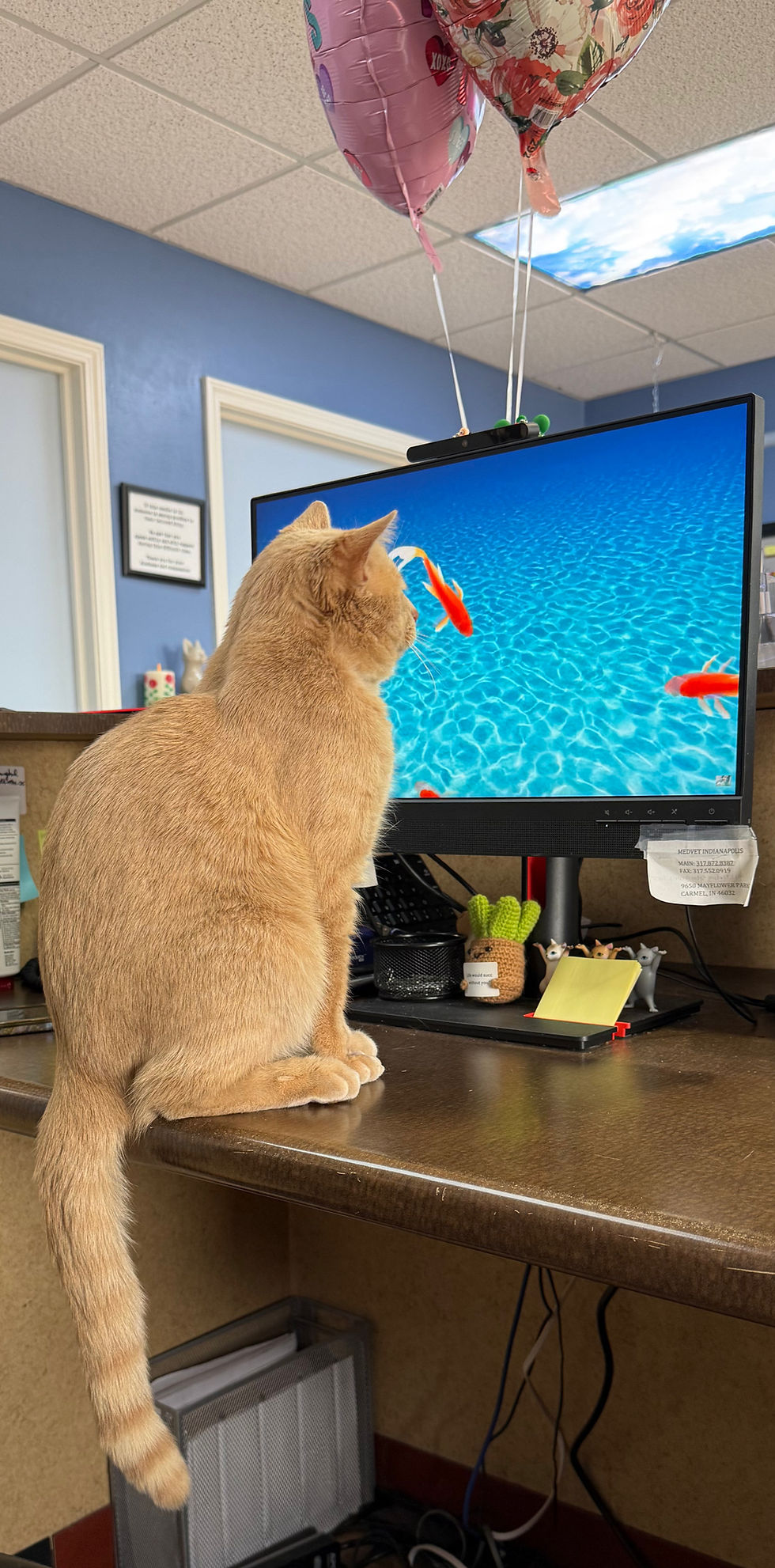 Orange cat on desk watching monitor, pink balloon above
