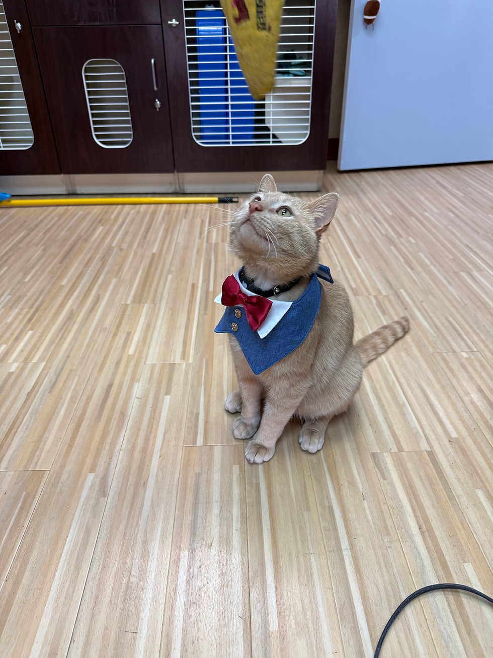 Orange cat in blue collar with red bow tie