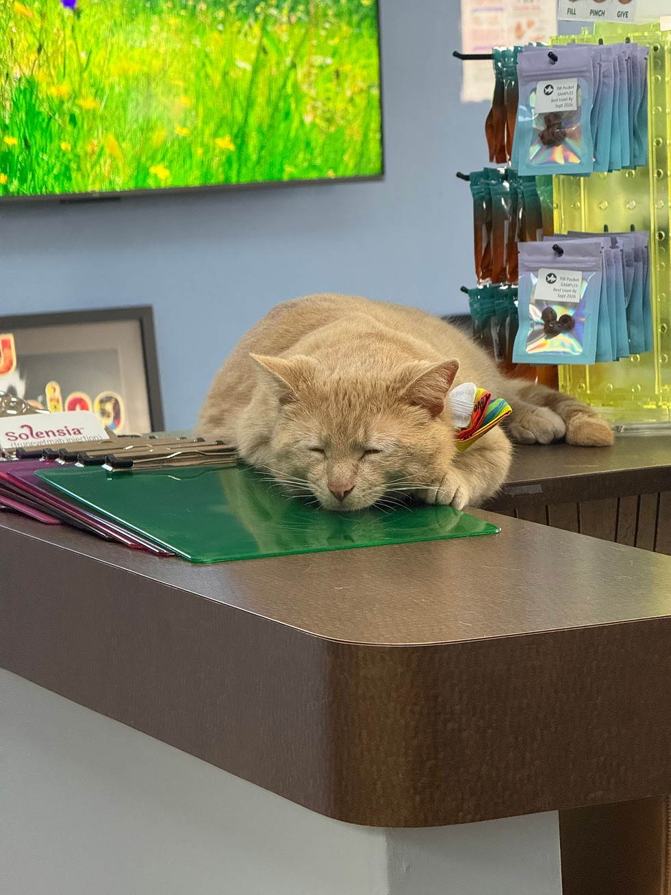 Orange cat sleeping on a counter with a green mat
