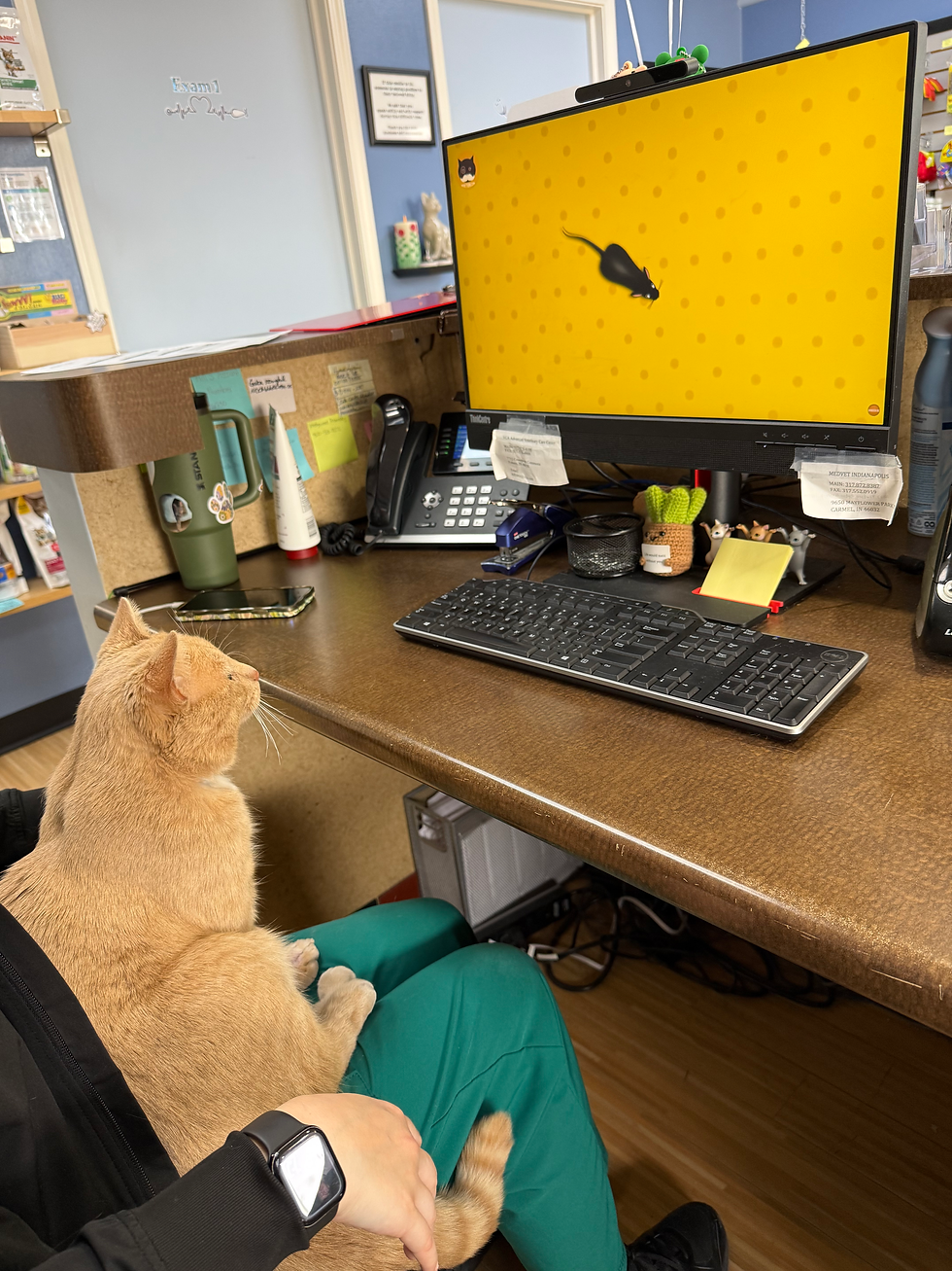 Orange cat watching computer screen