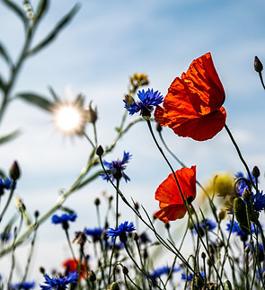 Den nye biodiversitetspolitik i Danmark er dejlig_Der neuen Biodiversität Politik in Dänem