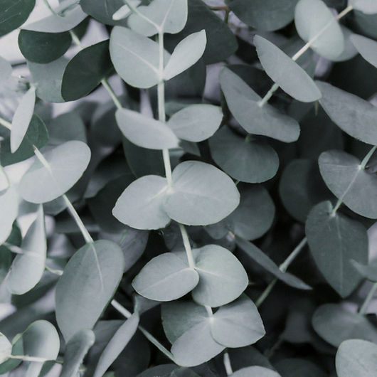 background picture eucalyptus plant_edited.jpg