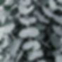 background picture eucalyptus plant_edited.jpg