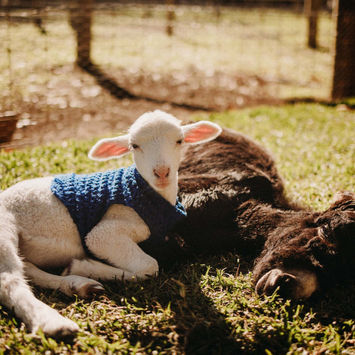 Sheep & Donkey | Farm Stay | Margaret River Holiday Cottages