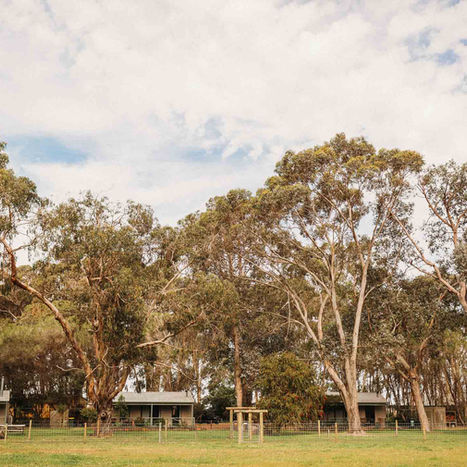 Exterior of two timber cottages with large trees and grass area in foreground.